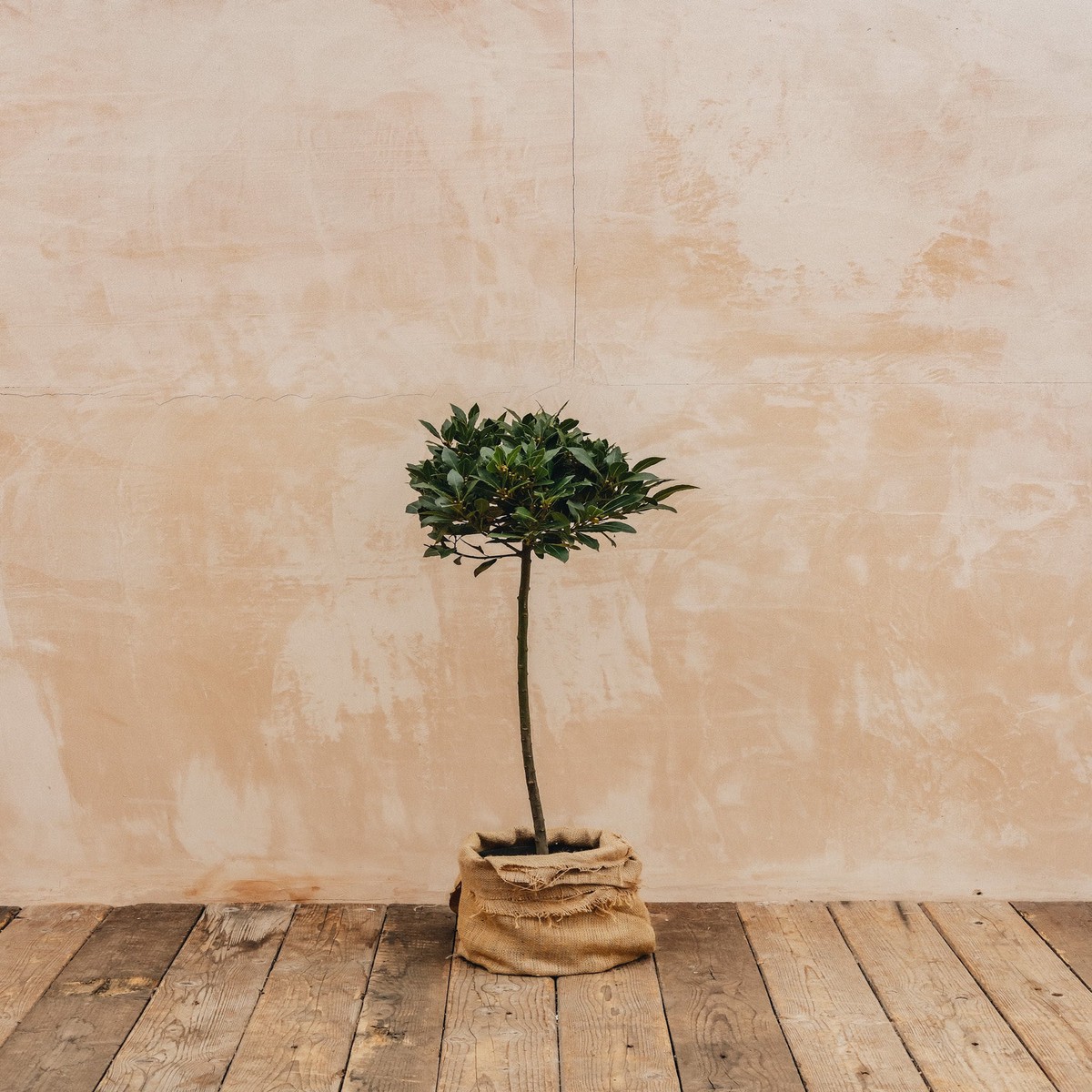 Laurus nobilis Standard 90cm 5L