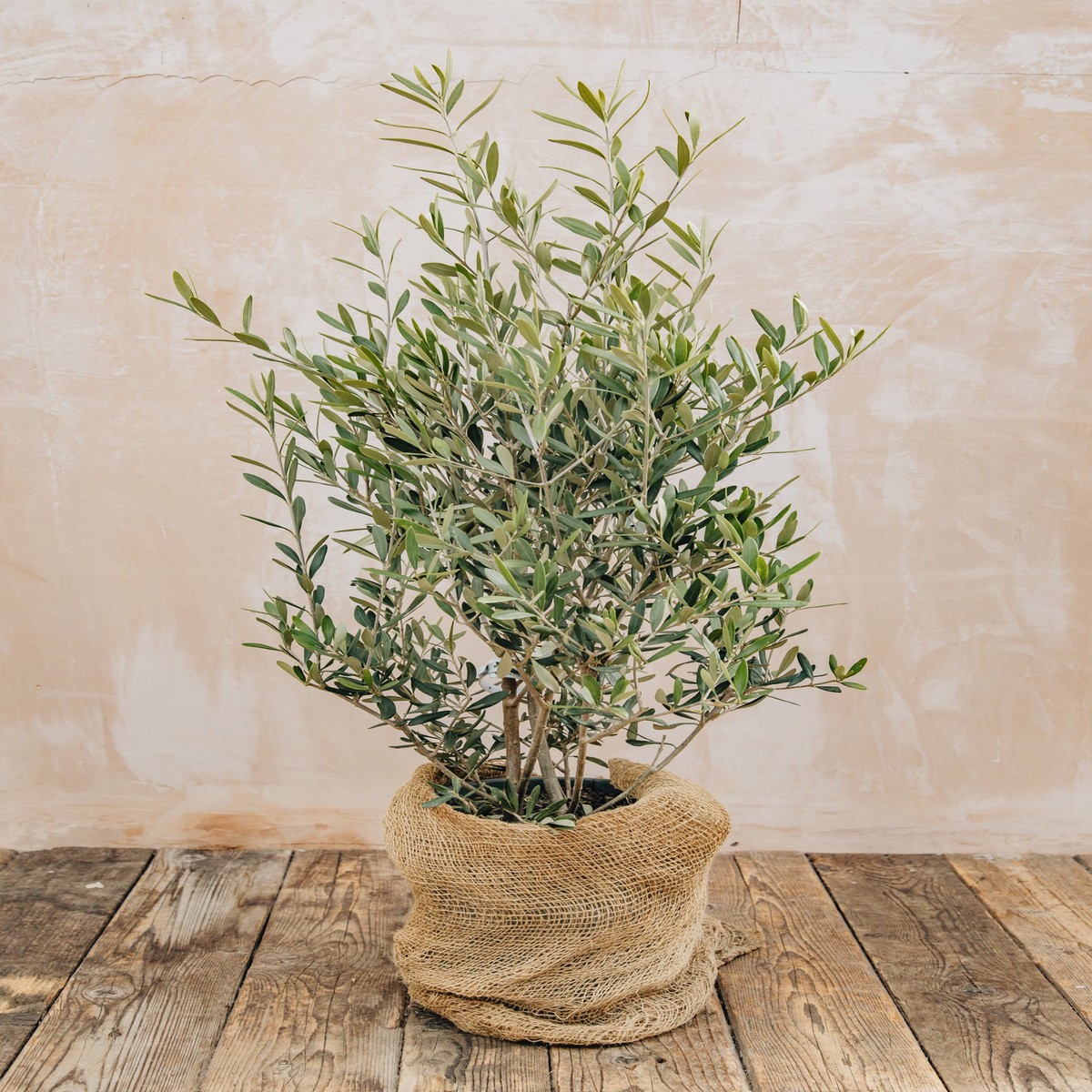 Olea Europaea Frangivento 10L