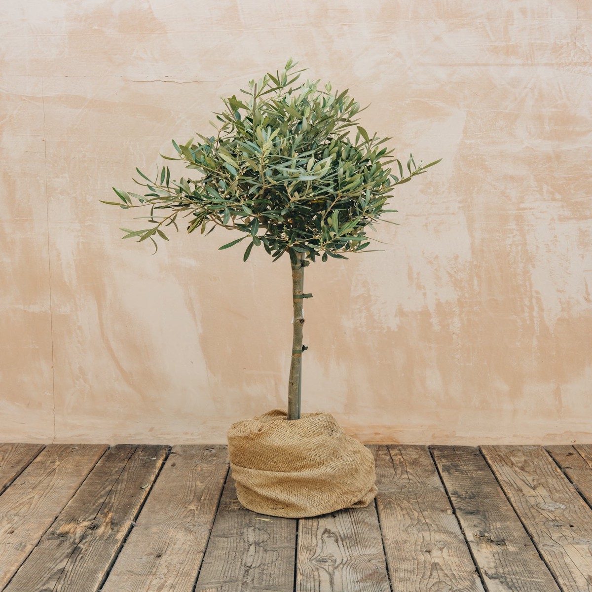 Olea Europea Standard