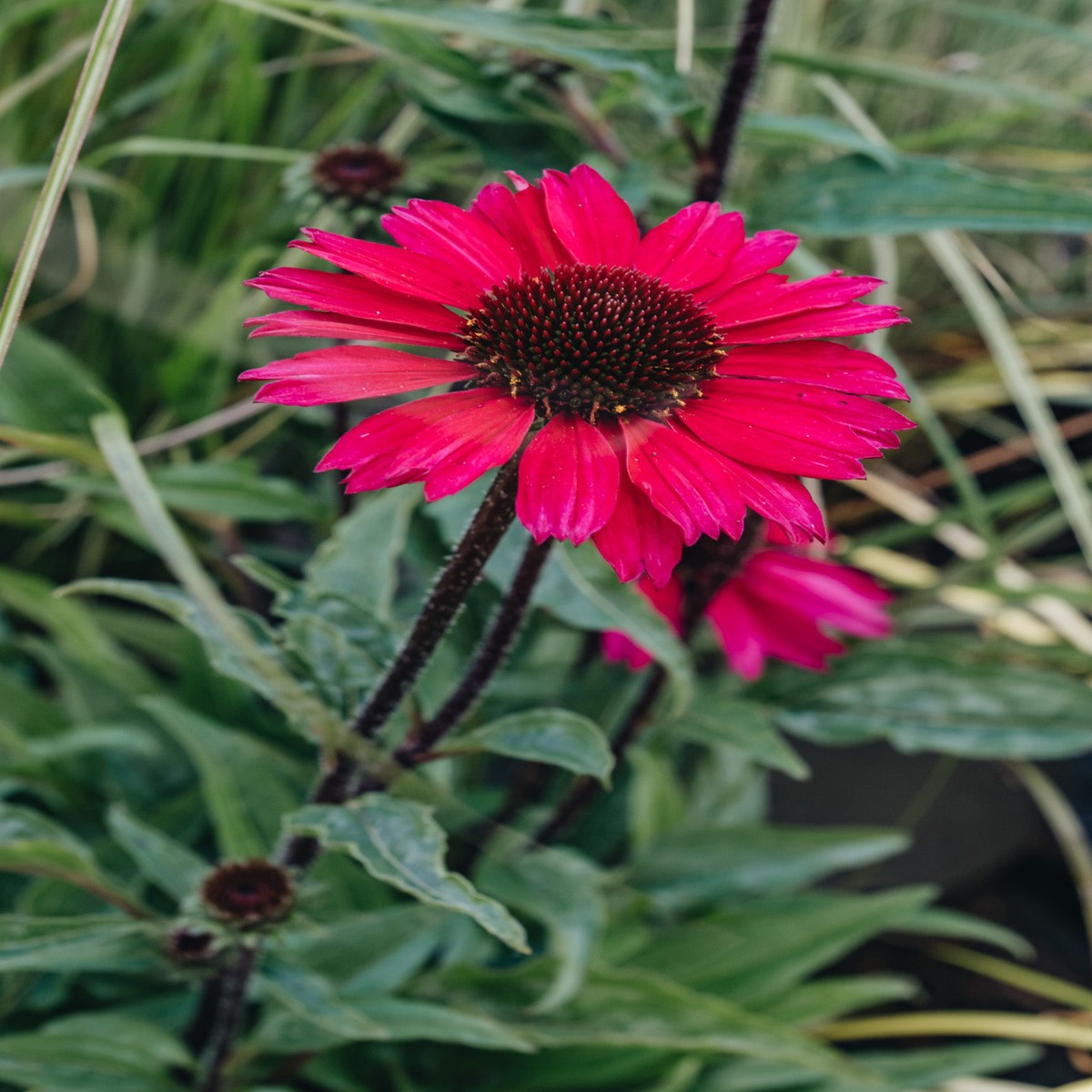 Echinacea Sensation Pink 23L