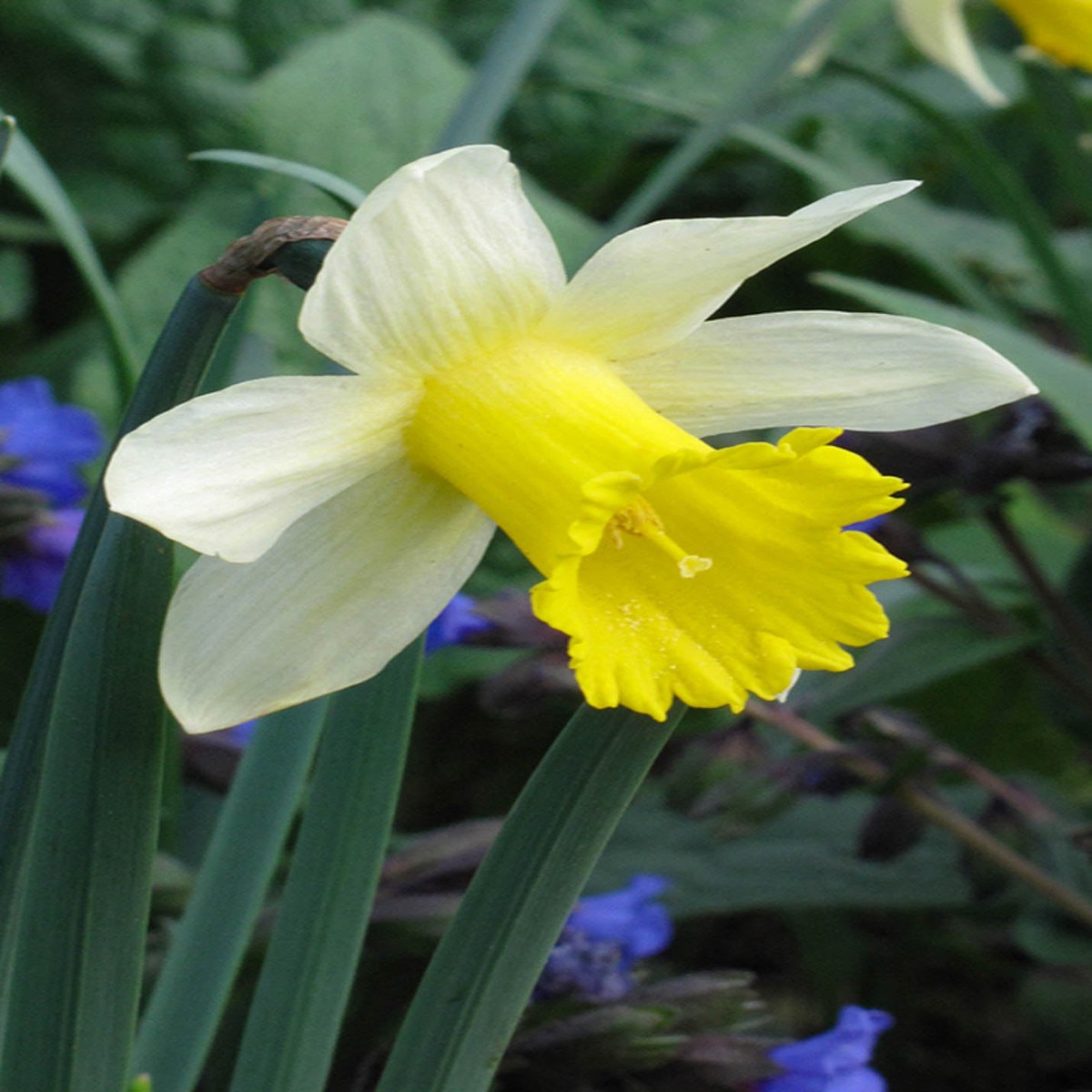 Narcissus pseudonarcissus Lobularis Bulbs