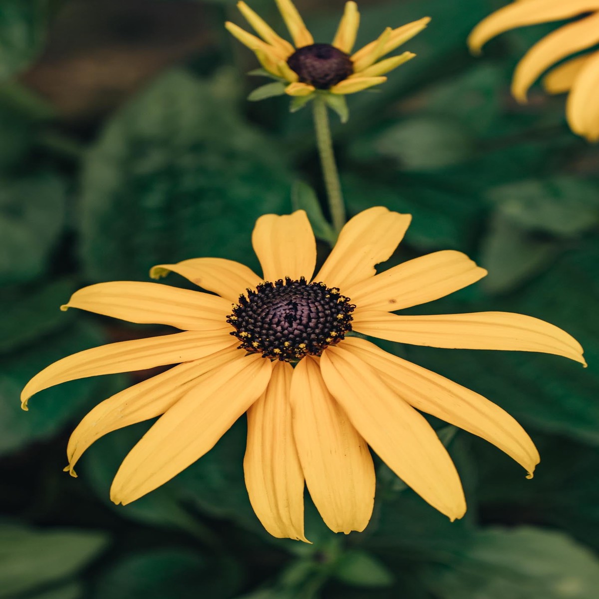 Rudbeckia Goldsturm AGM 23L
